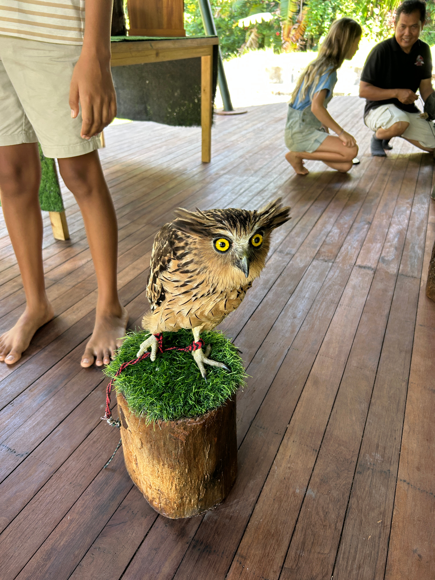 Owls, Evolution & Inspiration: A Special Day at Future Human School — 2